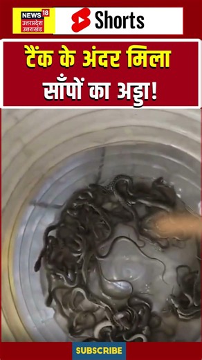 Haridwar water tank snakes Viral Video: घर की पानी की टंकी से 1 और 2 नहीं, निकले सांप के 27 बच्चे
