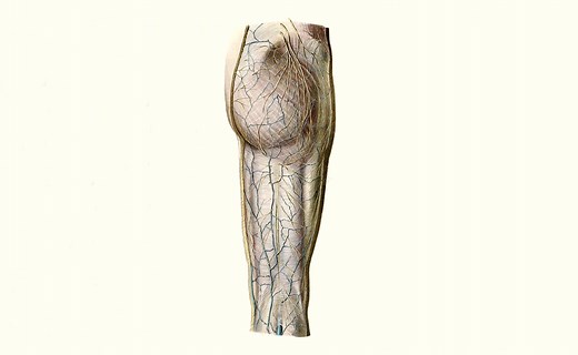 Gluteal Region Anatomy