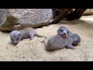 Smithsonian Zoo welcomes first meerkat pups in 16 years