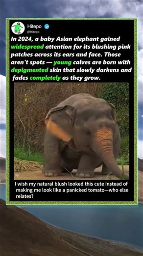 Why Baby Elephants Are Born Pink! #Nature #CuteAnimals #Wildlife