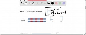 How did Meselson and Stahl support Watson and Crick's double-helix model? a. They demonstrated that each strand serves as a template for synthesizing a new strand of DNA. b. They showed that the DNA strands break and recombine without losing genetic material. c. They proved that DNA maintains a doublehelix structure while undergoing semiconservative replication. d. They demonstrated that conservative replication maintains the complementary base pairing of each DNA helix. | Numerade