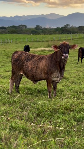Criadores de Tigres de R3Pelos: Angus y Brahman en Ganadería Brangus