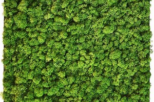 7 Easy Steps To Make An Outdoor Moss Wall | OutdoorMoss.com