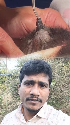 “A cat had a botfly infestation. The doctor carefully removed it with forceps—ending the pain and beginning the journey to healing.” 🐱💙 | Tayab Pets Gallery