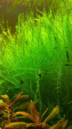 Blue saphire shrimp in java moss 🦐 #shorts #bluesaphire #neocaridinashrimp