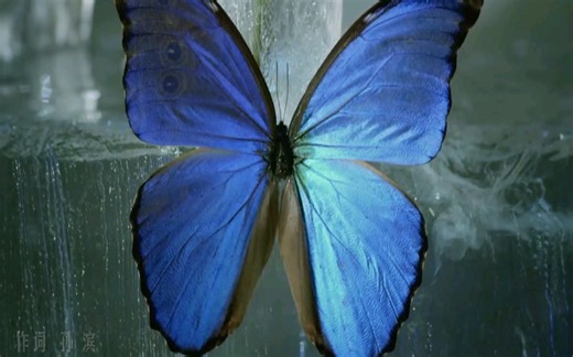 金志文&汤晓菲《肩上蝶》超清MV