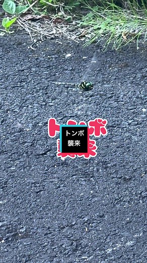 巨大トンボに襲われた#トンボ襲来 #オニヤンマ #昆虫 #昆虫好き #アヒルカーの旅 #テント