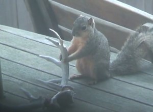 Video: What Happens to Shed Antlers You Don't Pick Up? | OutdoorHub