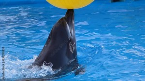 Dolphin playing with yellow ball. Slow motion Stock Video
