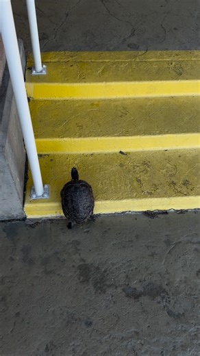 Turtle climbing stairs #SplashTheeTurtle #Climbing #Turtle #Reptile #Funny | Splash Thee Turtle