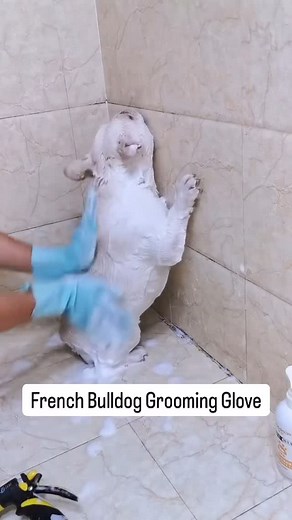 French Bulldog Gang on Instagram: "Frenchie Grooming Glove 識 ️Get yours in our shop, link in bio - - - - - #frenchiestagram #frenchiesoverload #frenchioftheday #franz #frenchbulldogstud #instafrenchbulldog #ilovemyfrenchbulldog #frenchibulldog #frenchiesbulldog #frenchiethebulldog #bulldogfrench #bluefrenchbulldog #frenchbulldogsrule #frenchbulldogsofinsta #dogstagramfrenchies #french_bulldoglovers #frencies1 #frenchibulldoglife #frenchielifestyle #frenchiepups"