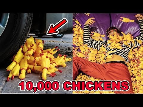 10,000 RUBBER CHICKENS EXPERIMENTS