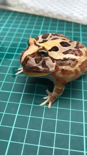 Very Angry Frog Screams!