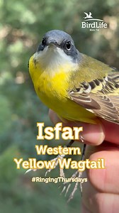 🟡 Western Yellow Wagtail 🟡 A bright splash of colour during migration – the Yellow Wagtail is the only bird in Malta known simply as “Isfar” – “the Yellow one”! ☀️💛 With several subspecies passing through Malta, you can spot many head colour variations – from black to bluish to ashy-grey – all wagging their tails! 🐦✨ Look for them in the countryside, especially near water or fields full of insects 🐛🌾 📸 Additional photos by Aron Tanti 🎞️ Editing by Cinzia Mintoff #YellowWagtail #SpringMig