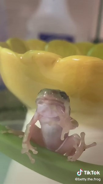 Talented Frogs Singing Opera