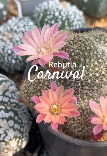 Rebutia Carnival🌸#เทรนด์วันนี้ #cactus #cactusflower #cactuslovers #minidollcactus