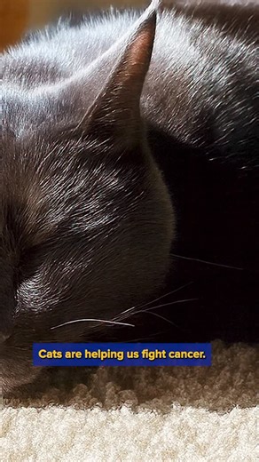 A first-of-its-kind cancer drug trial by @ucsf at UC Davis is offering new hope for cats and humans. 35% of treated cats had their squamous cell carcinoma controlled with minimal side effects, paving the way for potential future human therapies. To learn more, please click the link on our profile page, or visit: ucdav.is/4nqVU2q #cancer #cat #carcinoma #cats Video description: A vertical video showing cats, veterinarians, and researchers. Text overlays explain a new cancer drug trial that is hel