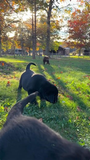 Fall weather 🤎🖤🐾🎈 fun 🤩 | Fairfax Pines Labrador Retrievers