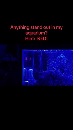 ✨Tracy✨ (@tracy_ohio5)’s videos with I See Red - Everybody Loves An Outlaw