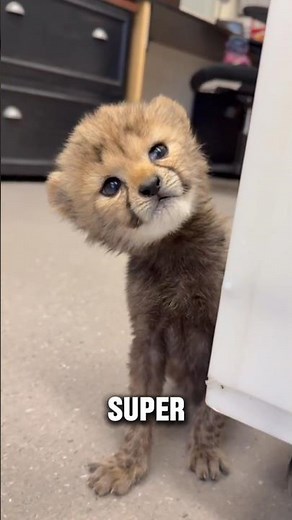 How Fast Can Baby Cheetahs REALLY Run? (It’ll Shock You!) #animalfacts #wildlife #facts