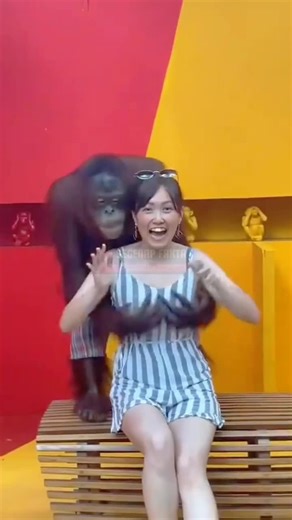 Simpanse: Si Jenius dari Hutan!