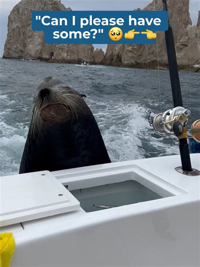 Don't worry, he got his treat! 🎣Cabo Sportfishing Crew #deepseafishing #fishingbooke #fishingtiktoks #cliffcampin #fishcampin #foryou #tikto #fishing #fyp #fish