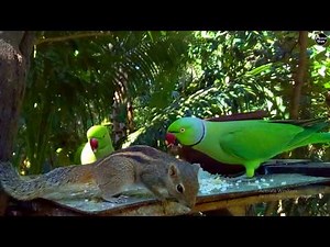 Unbelievable Wildlife Moment: Squirrel Eats with Parrots