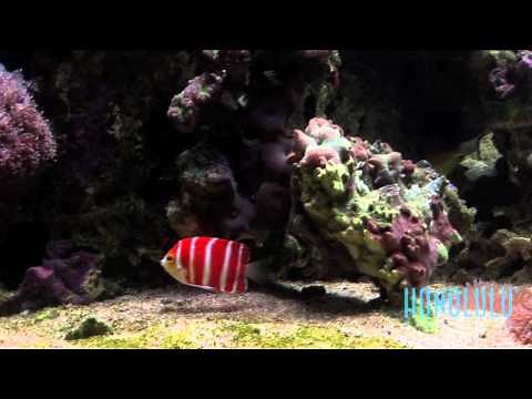 The $30,000 Peppermint Angelfish at Waikiki Aquarium