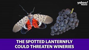 2.1K views · 12 shares | Who’s afraid of the spotted lanternfly? Farmers across the northeastern U.S. are on alert for the invasive pest, which poses a threat to myriad crops and plant life. Wineries and breweries are no exception to this concern. https://yhoo.it/3BSYszM #yahoofinance #SpottedLanternfly #wine #beer #environment | Yahoo Finance | Facebook