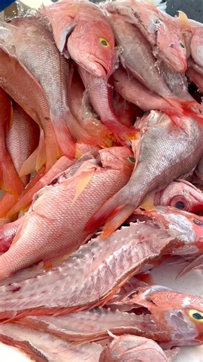 3.8K views · 51 reactions | Great deep water snapper catches in Cayman #snapper #bottomfishing #fishing #caymanislands #cayman #careychenart #grouper | Carey Chen Art | Facebook