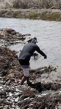 Precisión total: tira la red y la laguna entrega una recompensa gigante