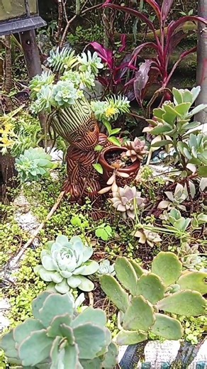 arrangement on a reclining chair, #popular #succulents #plants