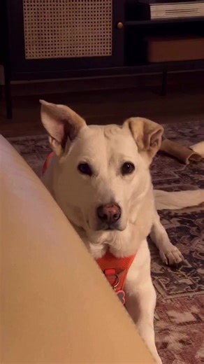 Funny Dog Trying to Be Chill on TikTok