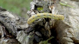 The crawling caterpillar moving to another plant