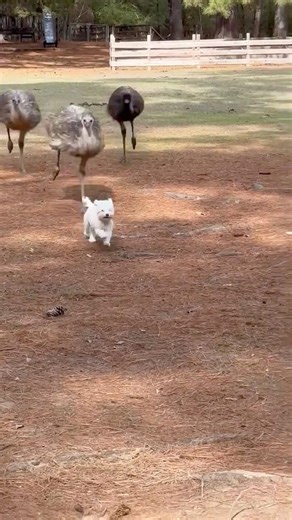 Run for your life 😂