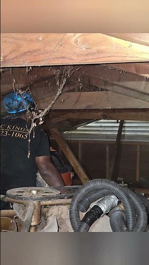 Bat removal, proofing and feces clean up with sanitation. #batremoval #batcleanup by Attic Kings.