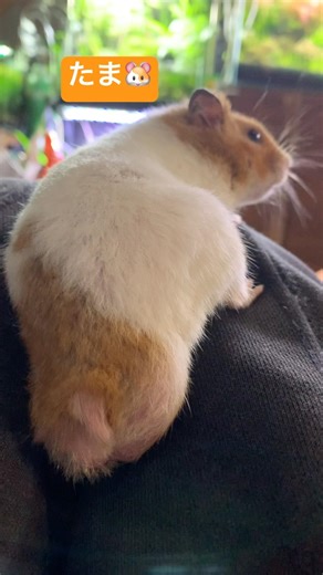 【コン助】tokimeki後ろ姿#hamster #ハムスター #cute #animals #ゴールデンハムスター #ハムスターのいる生活