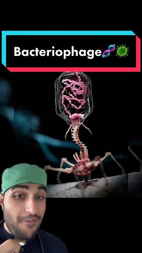 Understanding Bacteriophages and Their Role in Medicine