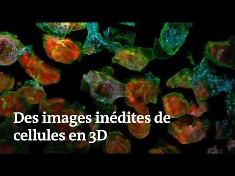 Des images inédites montrent des cellules en mouvement et en 3D