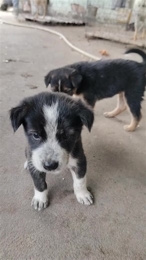 Small Dog So Cute | Sweet Dog