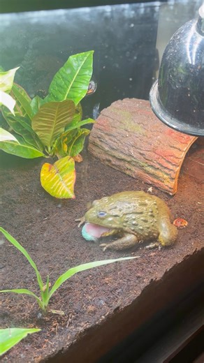 Herman loves hornworms! ￼ #bullfrog #cute #foryou #reptiles #cuteanimals #fyp