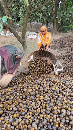 Amazing Chun Making Complete Process Using Snails | Our Collection