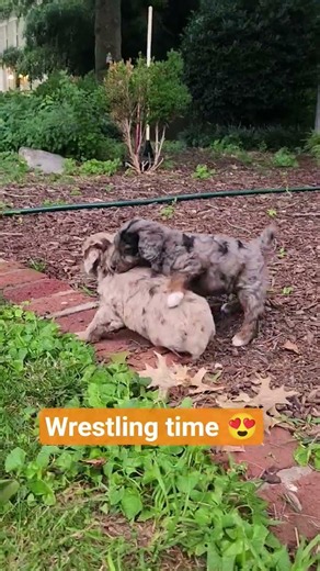 Aussiedoodle Puppies Wrestling | Muletown Doodles