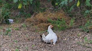 Little baby chicks peeping from under the mother chicken. The video is symbolic of parenthood, protection. The chicken is a livestock farmed for meat and eggs.