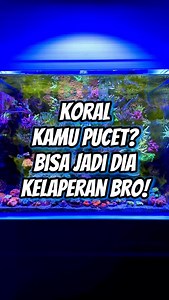 Karang lo pucet? Bisa jadi… dia lapar, bro! Red Sea AB itu bukan makanan biasa. Ini superfood buat coral lo—full paket protein, aminos, vitamin, dan trace elements. Hasilnya? Warna naik, pertumbuhan ngebut, coral makin glowing. Yang lebih keren? Gak perlu ribet, tinggal tuang, beres! Cocok banget buat lo yang punya nano tank dan pengen coral kayak di aquarium sultan. Gaspol cobain Red Sea AB sekarang! Karang happy = lo juga happy. #RedSeaABPlus #JavaReef #CoralGlowUp #NanoTankIndonesia #ReefTank