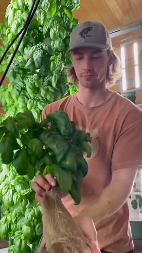 519K views · 4.3K reactions | Aqua Garden is an indoor vertical farm located in Wisconsin, USA and features several hundred aeroponic towers that are integrated into an aquaponic system, where walleye fish play a vital role in providing nourishment to the crops. @aquagardenllc #aquaponics #aeroponics #verticalfarming #agriculture #farming #soilless #aquaculture #hydroponics | Agrotonomy Tower Farms | Facebook