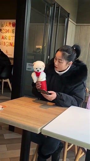 Teacup Dog #Pomeranian #Pomeranian Shunsuke (18)