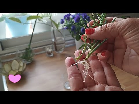 Pequeño truco para plantar Hijitos de Clavel en Agua y den Raices