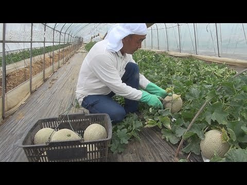 メロン収穫ピーク