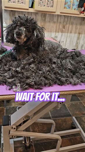 Poodle grooming before and after #groomer #haircut #dog